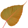 Brown Bodhi Leaf